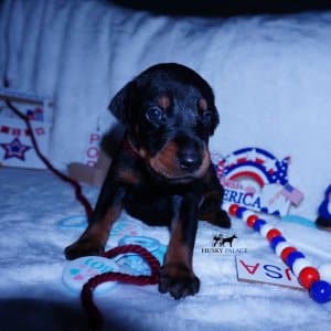 Champion Dobermans