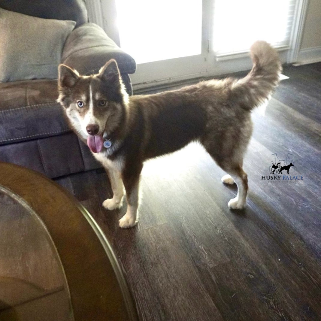 Copper Siberian Husky