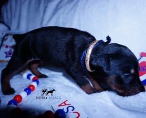 Doberman Pinscher Reputable Breeder