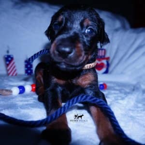 Doberman Pinscher Reputable Breeder