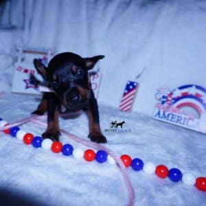 European Dobermans