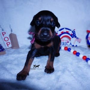 European Doberman