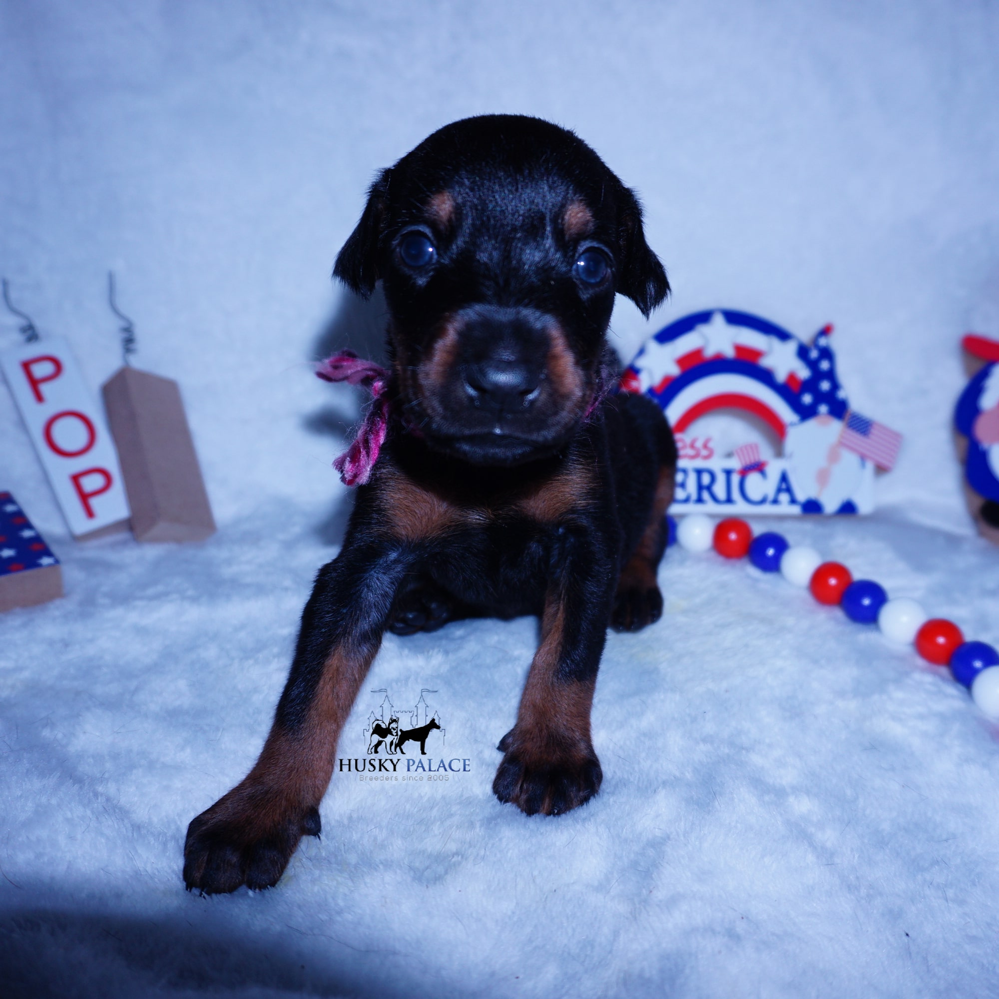 European Doberman