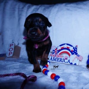 European Doberman