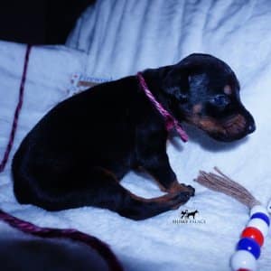 European Doberman