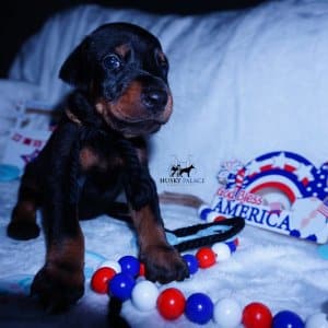 100% Euro Doberman