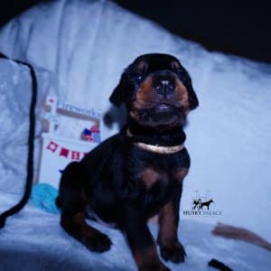 100% Euro Doberman