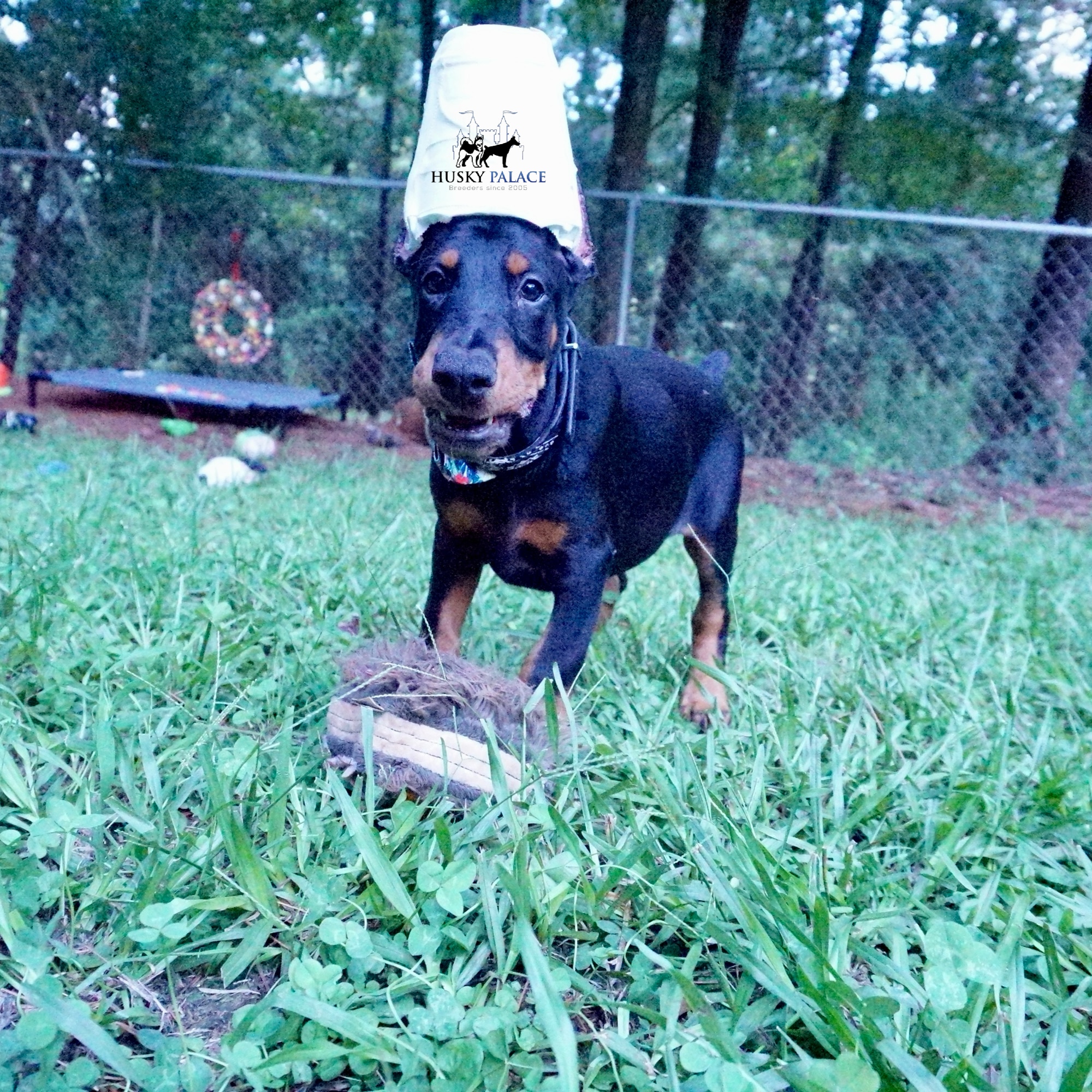 100% Euro Doberman