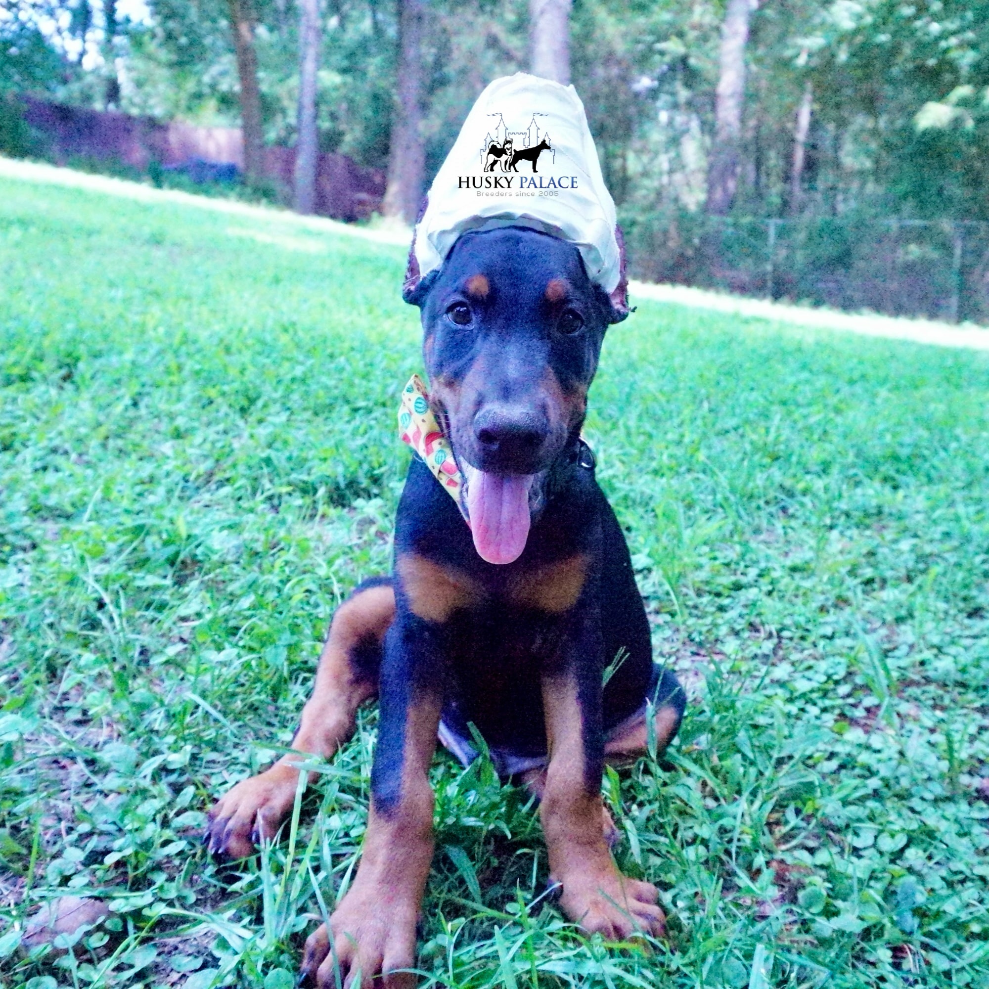 AKC Doberman Puppy