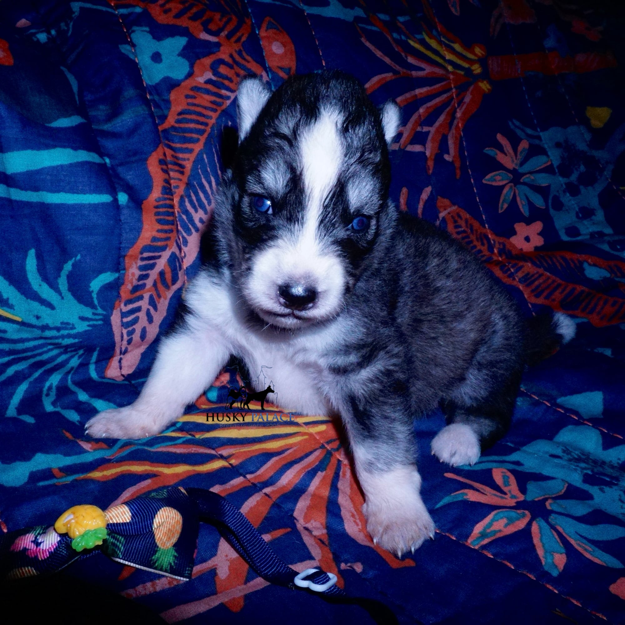 Black:white Husky Puppy