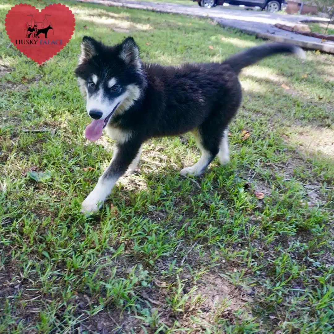 Brown Eyed Husky