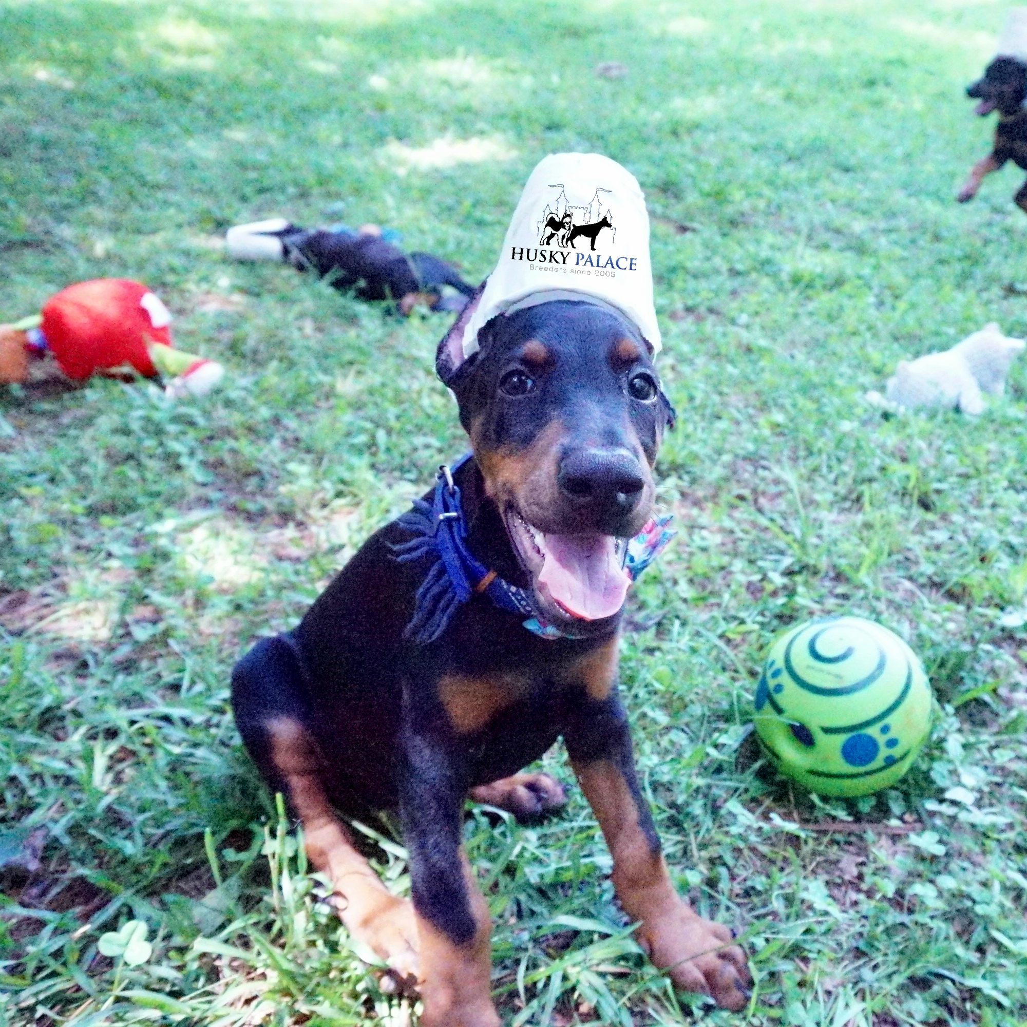Doberman Pinscher Puppies For Sale