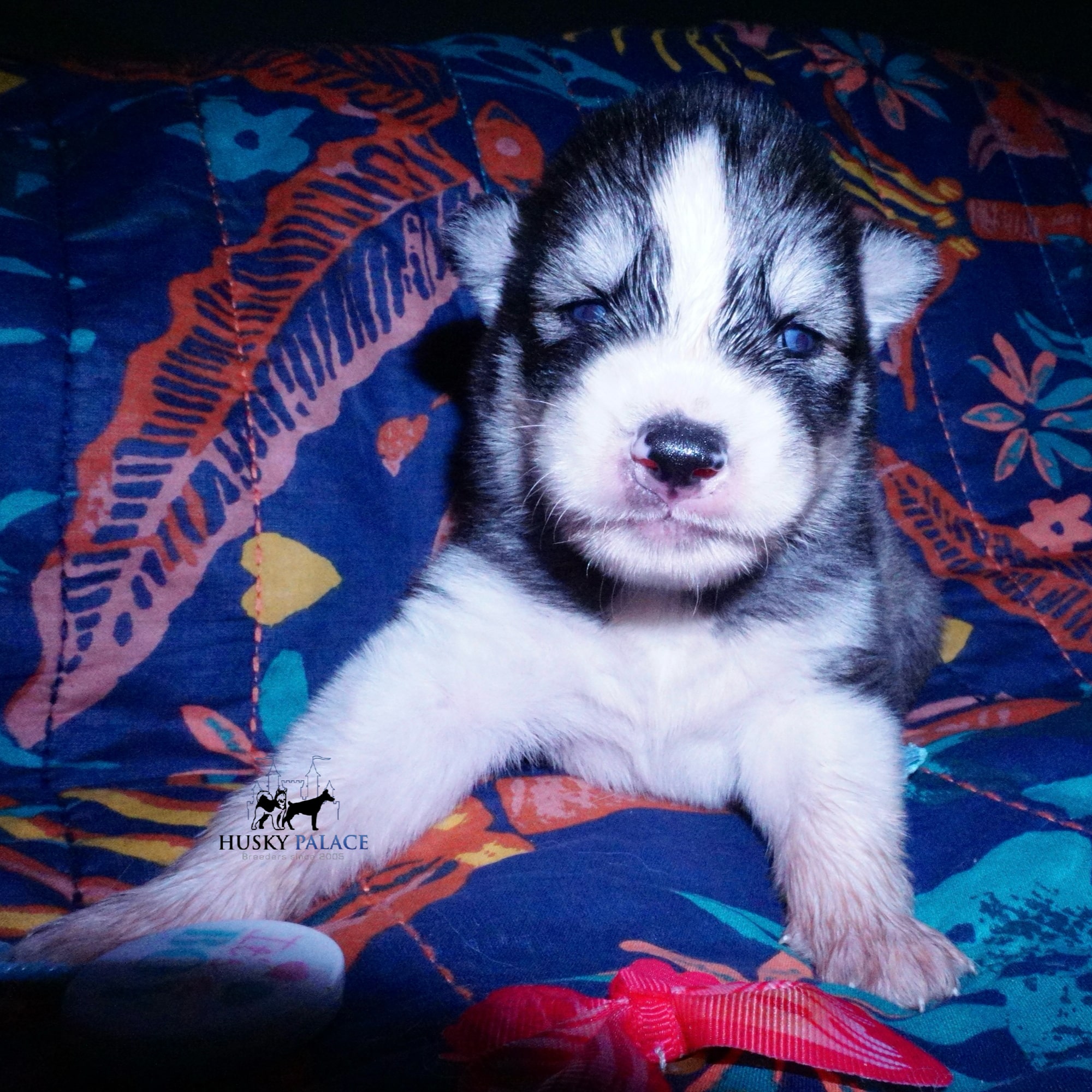 Husky Breeders