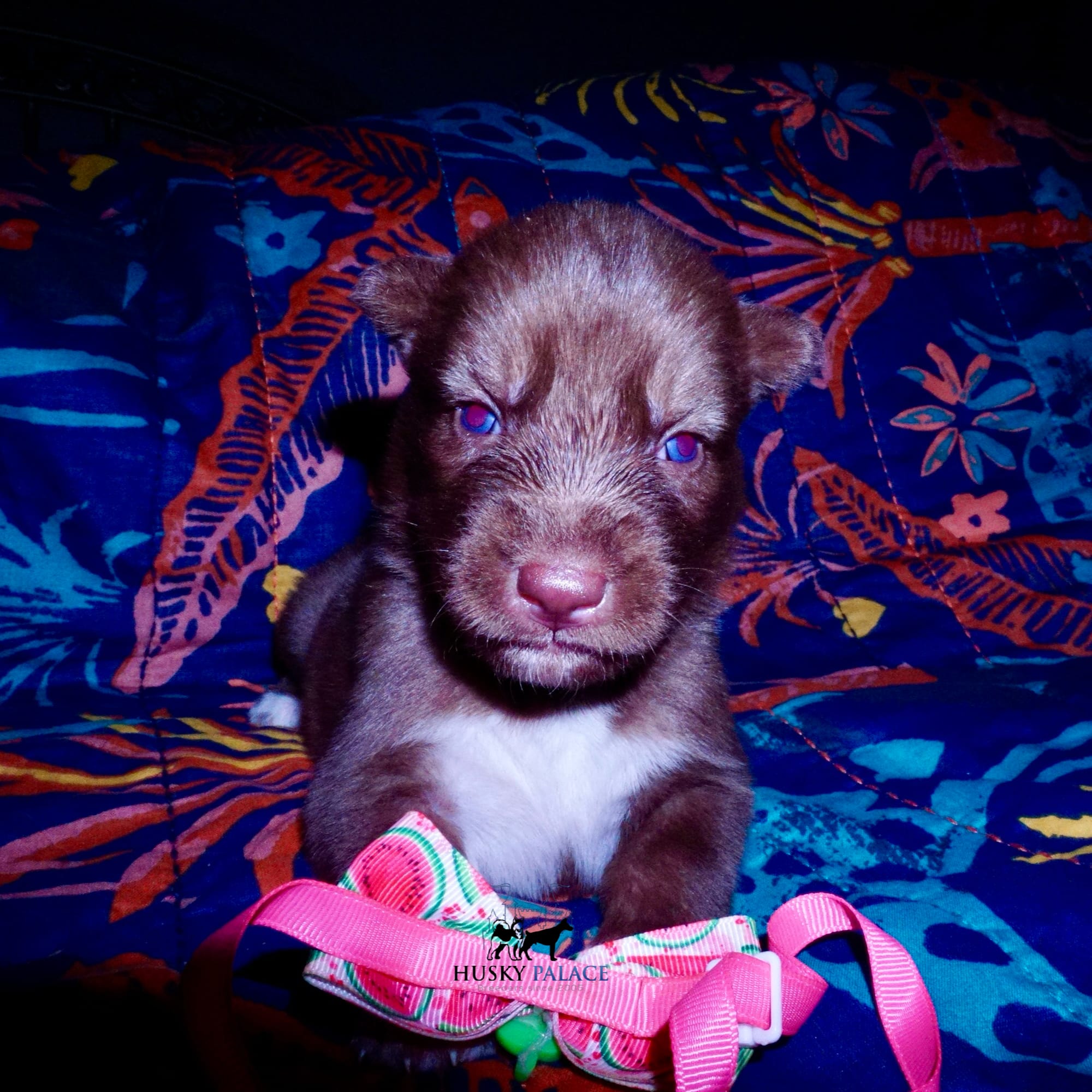 Husky Puppies Breeders