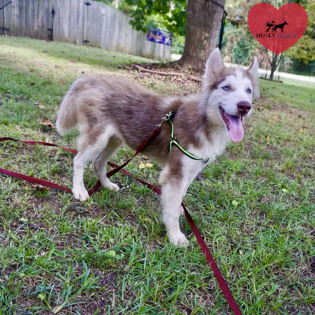 Red Male Husky