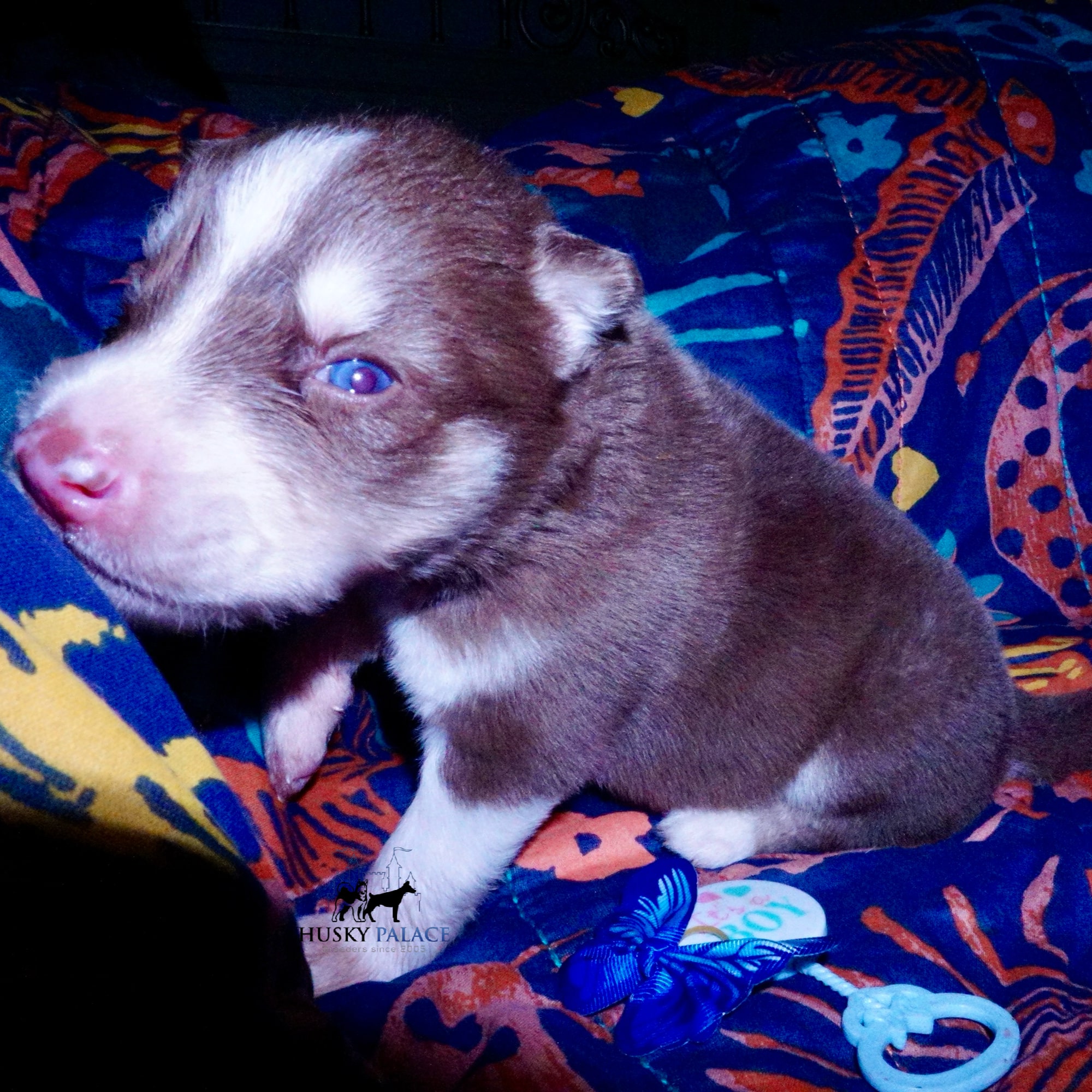 Top Siberian Husky Breeder