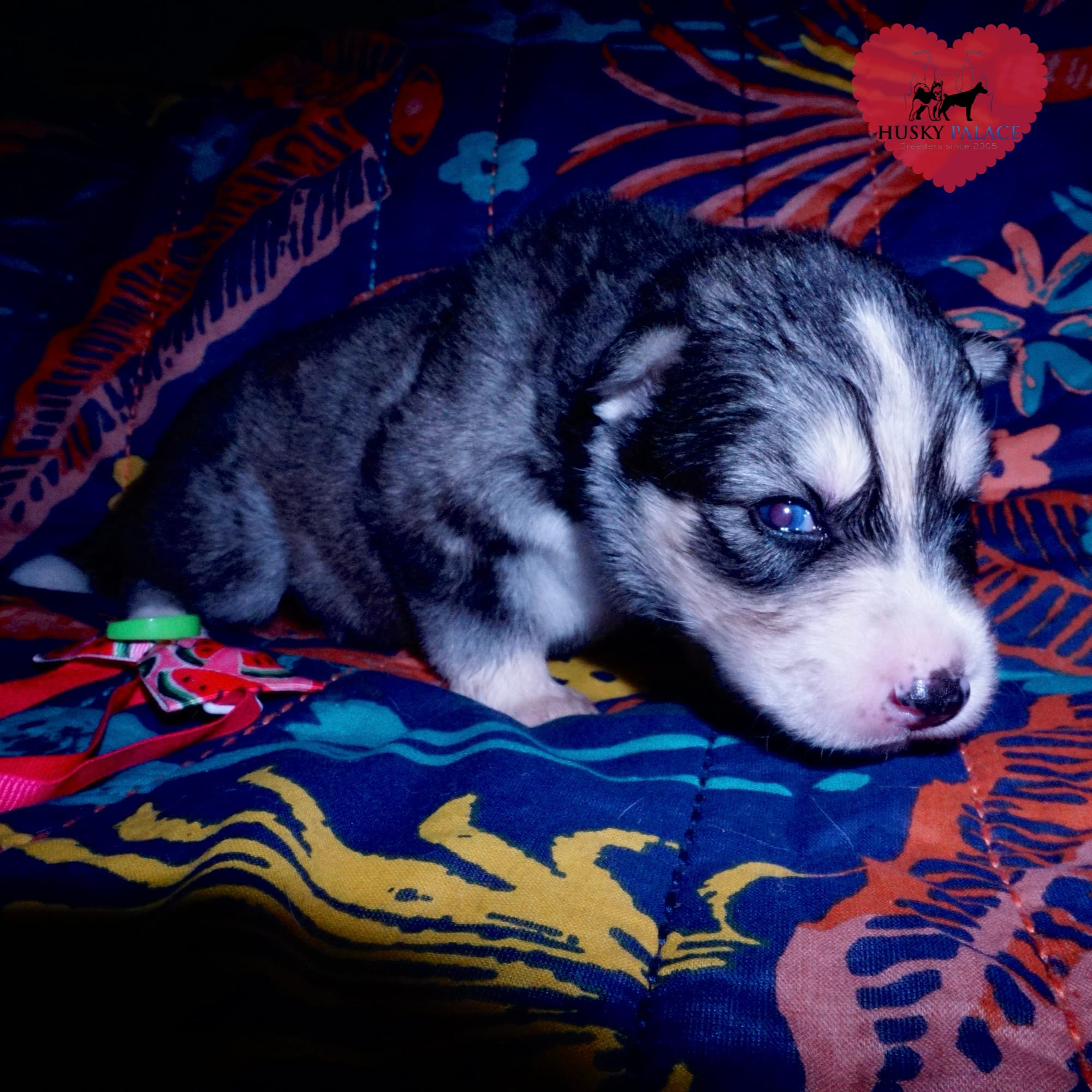 Black Diluted Husky