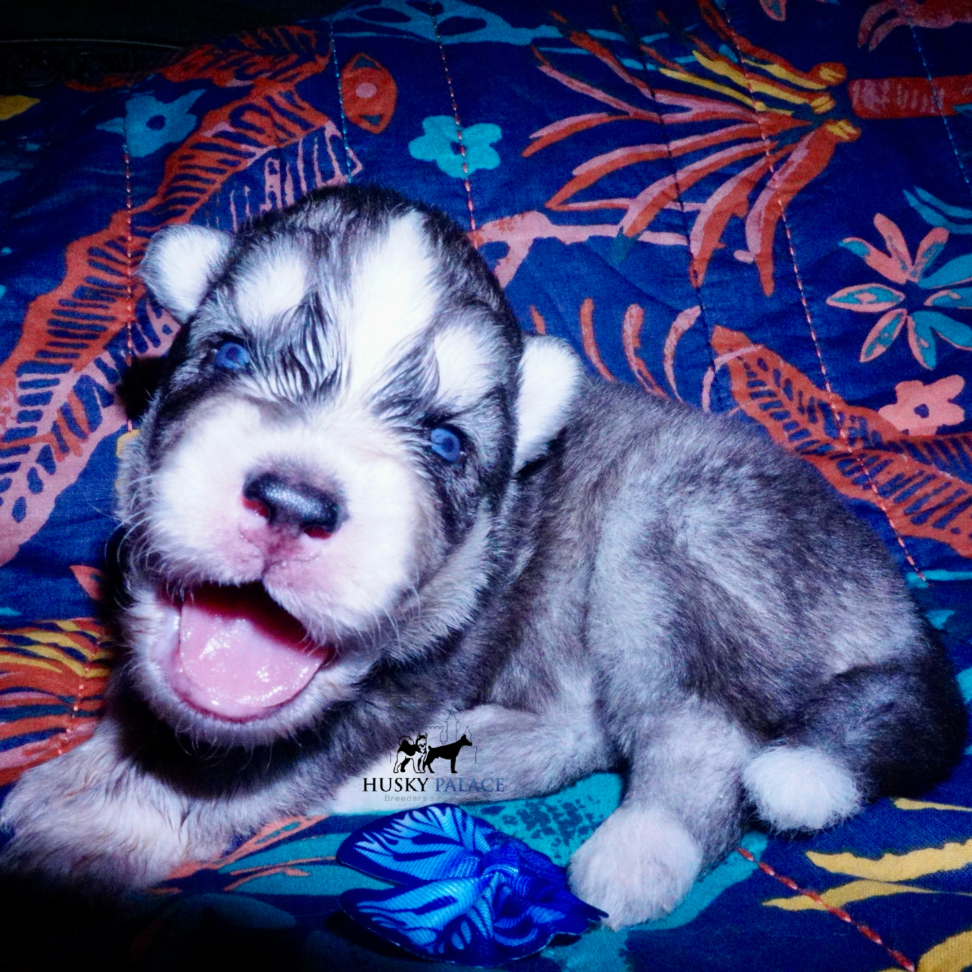 Blue Eyed Husky