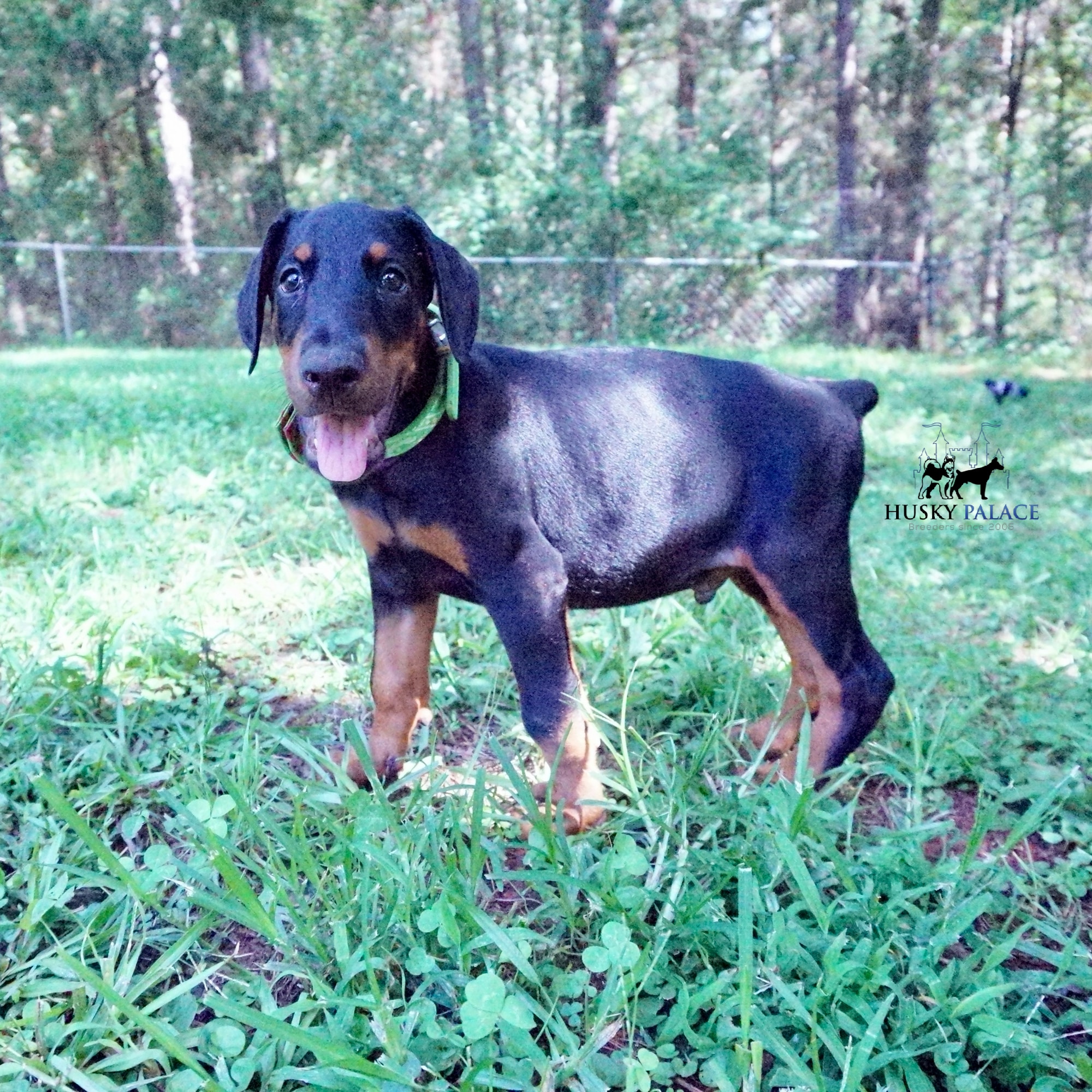 Doberman Pinscher Puppies for Sale