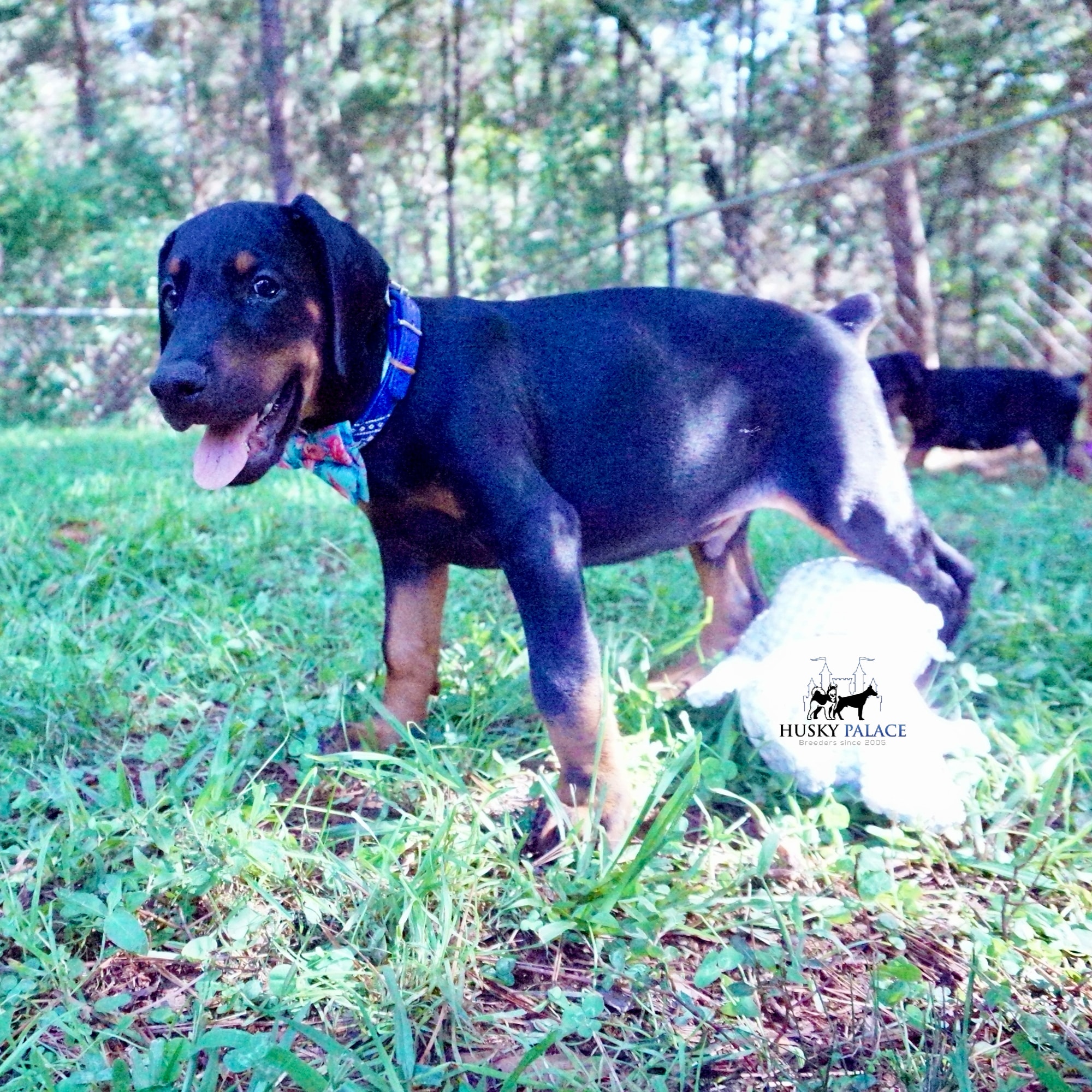 Doberman Pinscher Puppies for Sale