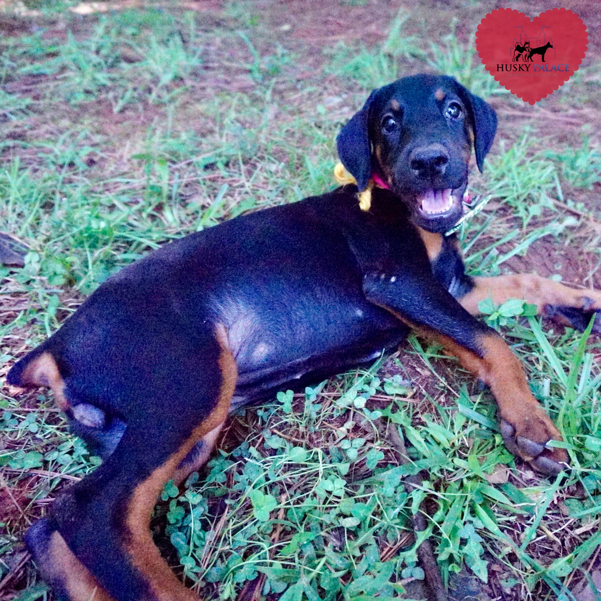 Doberman Pinscher Puppies for Sale