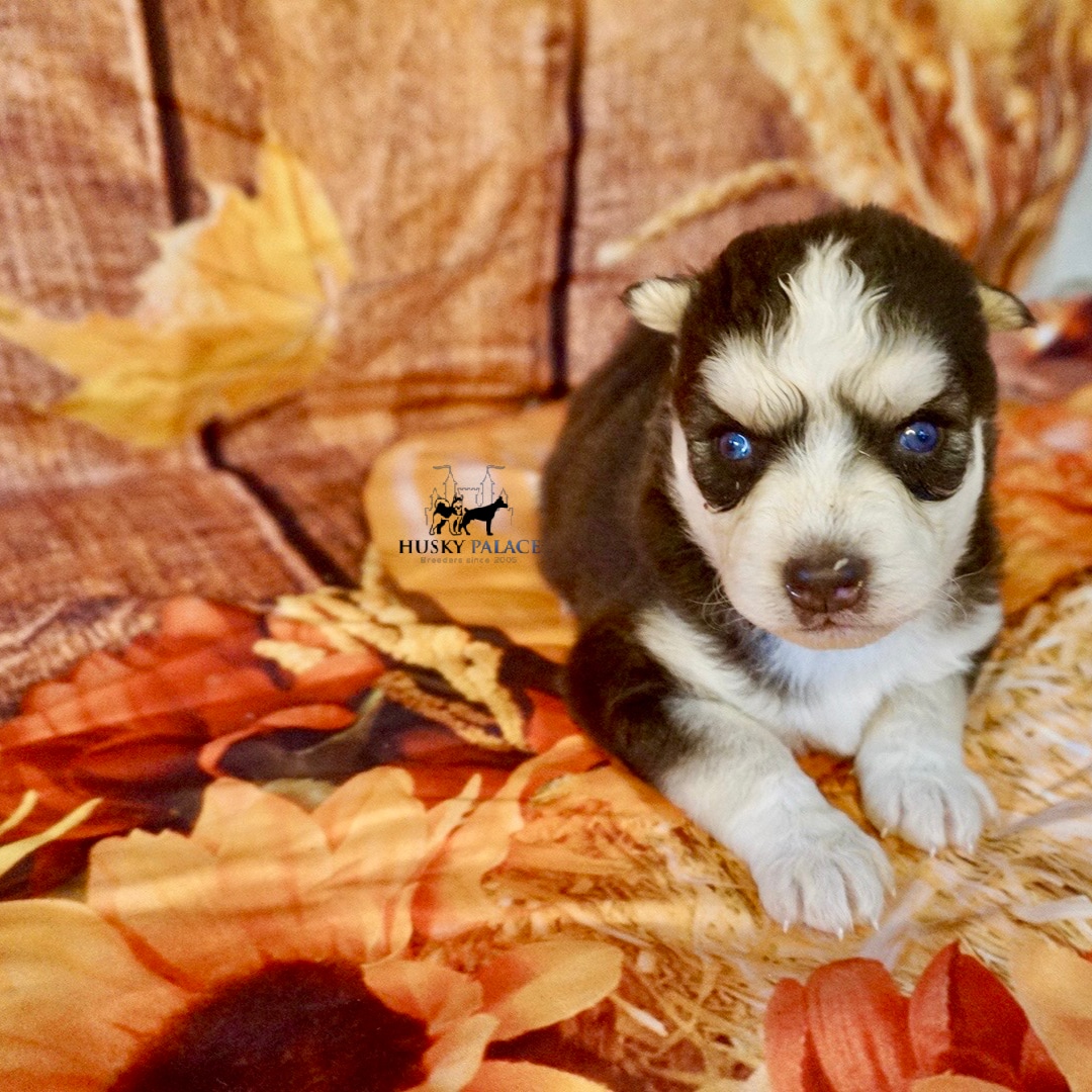 AKC Huskies