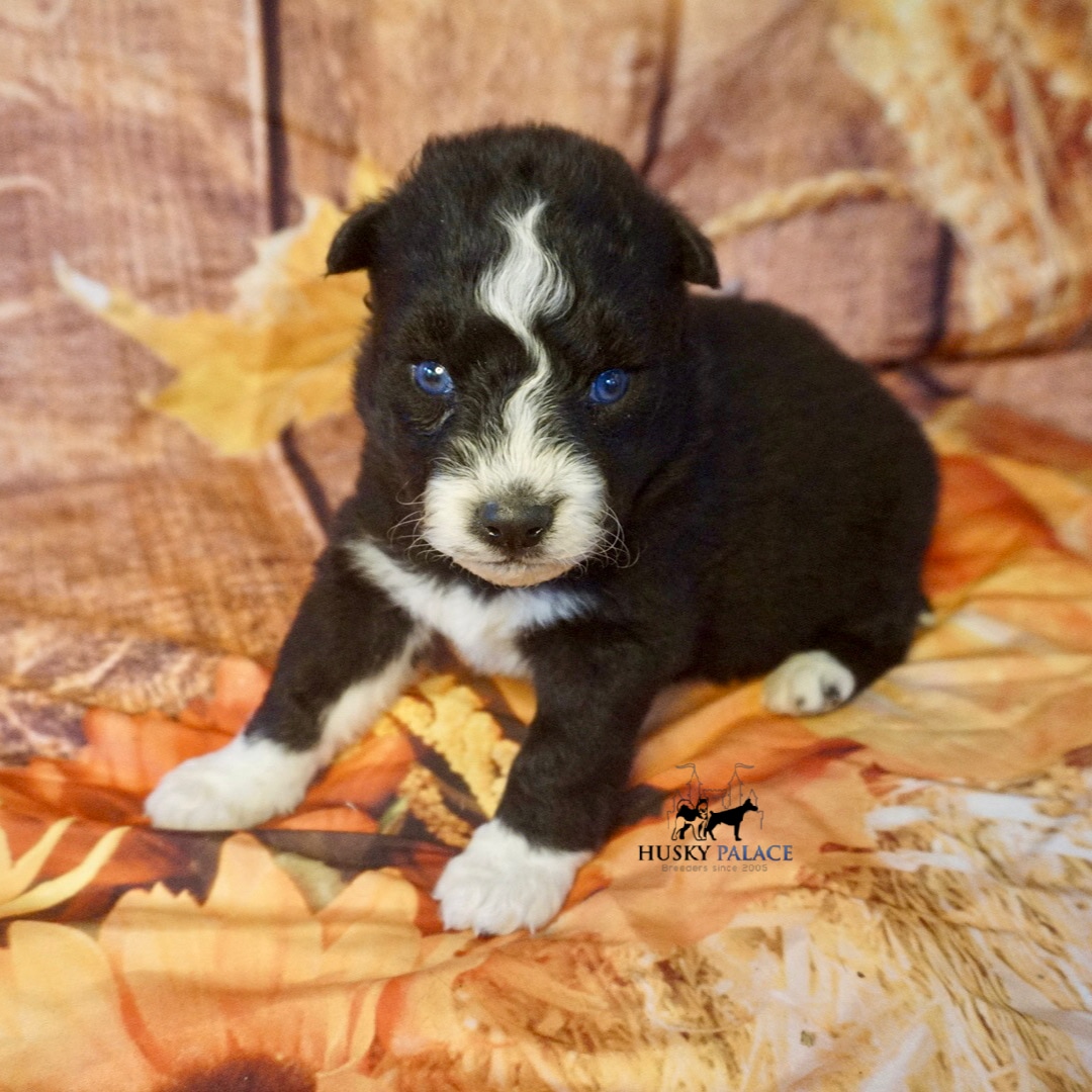 AKC Siberian Husky Puppies