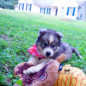 Black:white Husky Pu