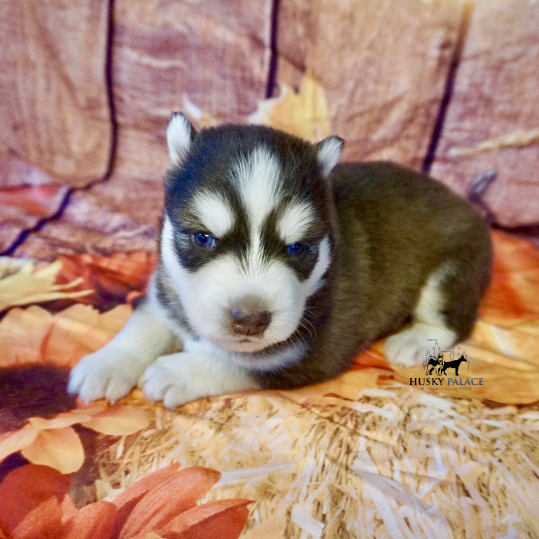 Blue Eyes Husky