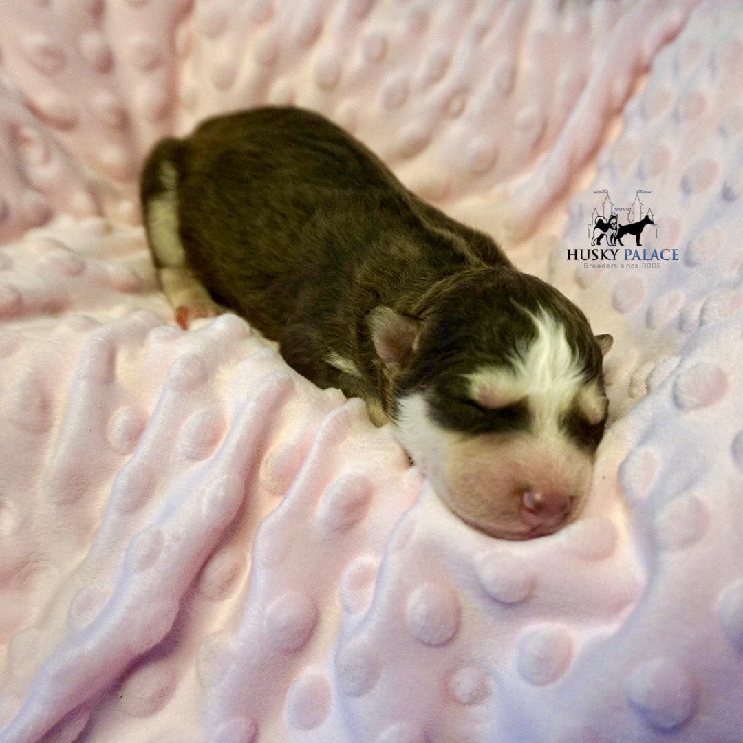 Husky litters