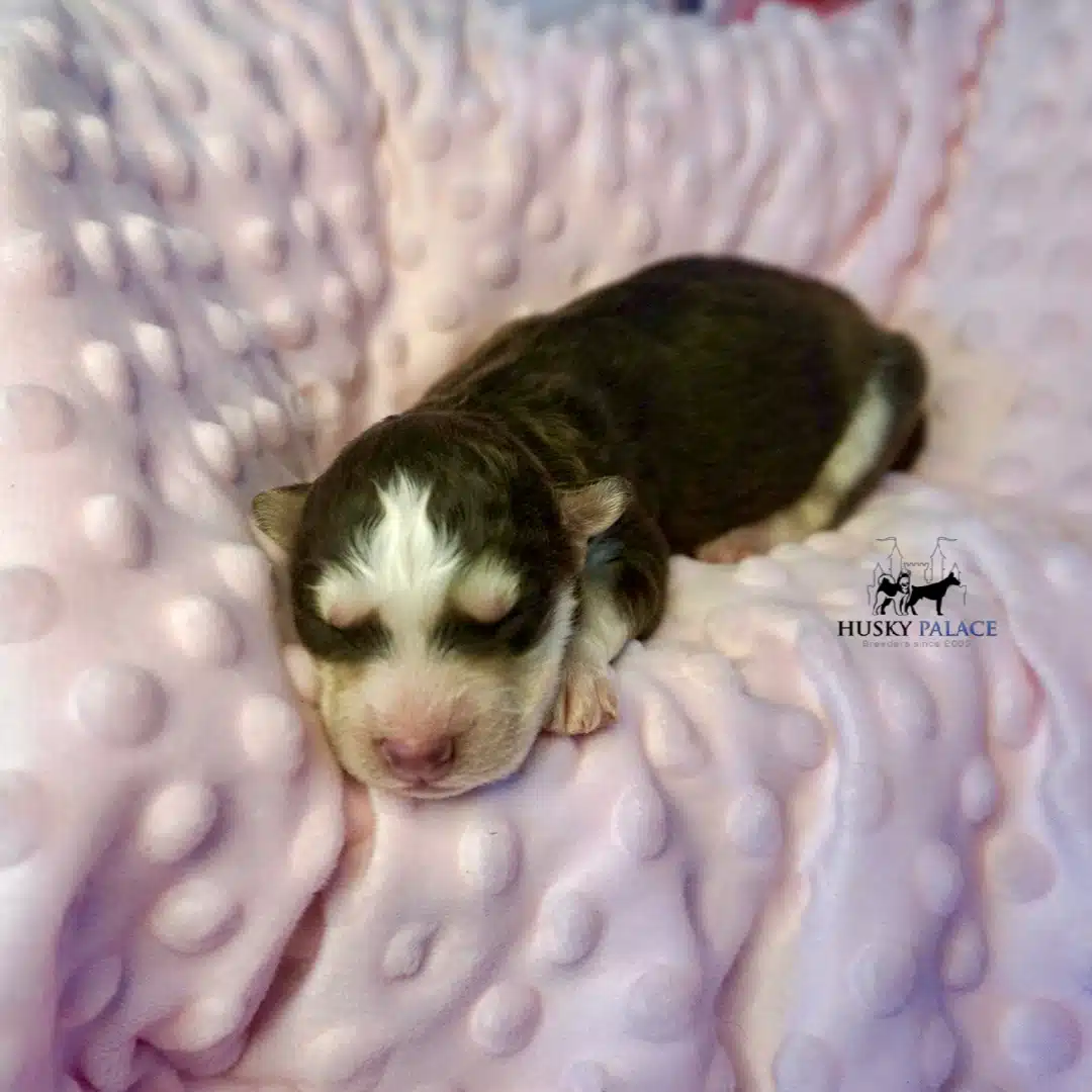 Husky litters