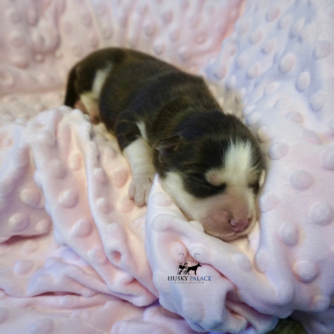 Husky litters
