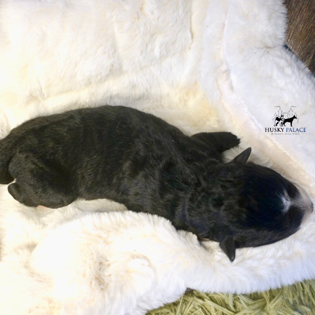 Husky litters