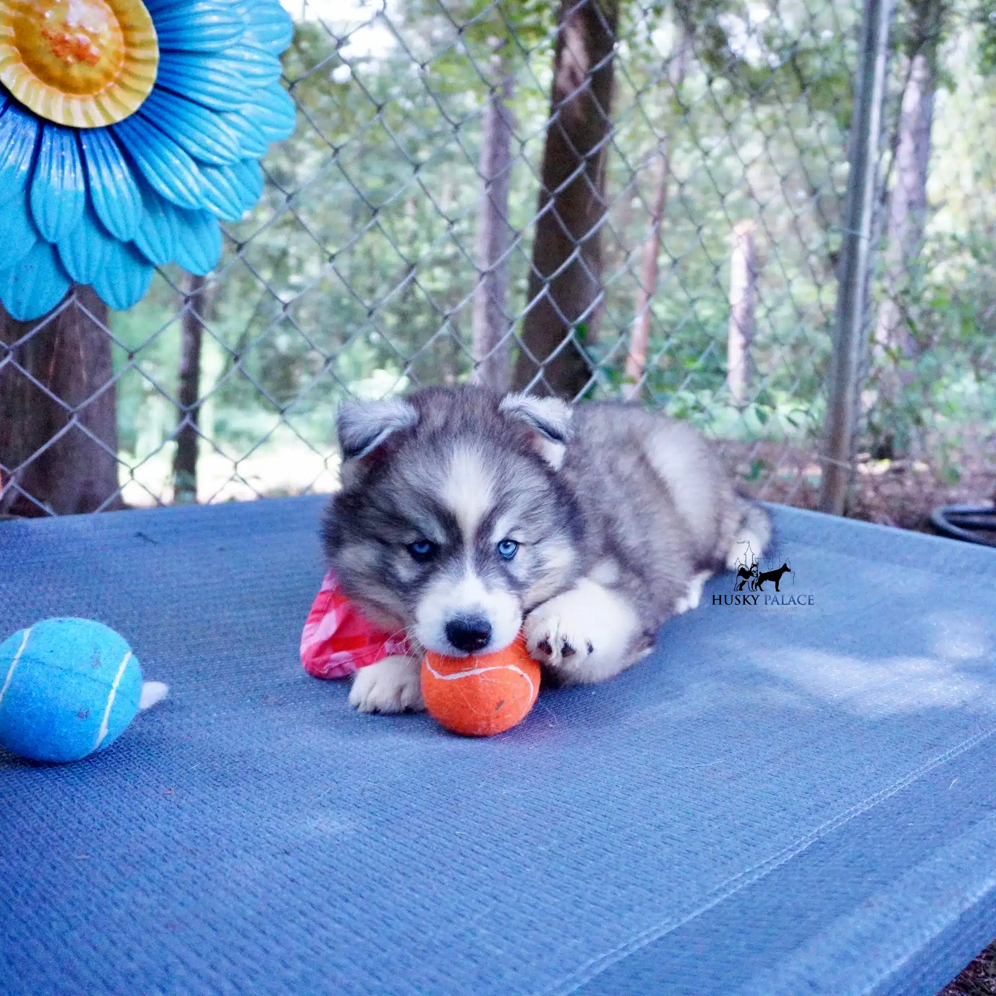 Siberian Husky Puppies For Sale