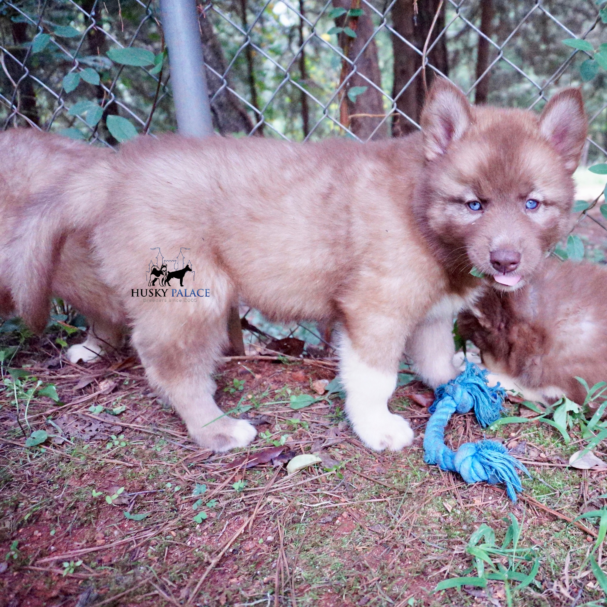 Siberian Husky Puppies For Sale