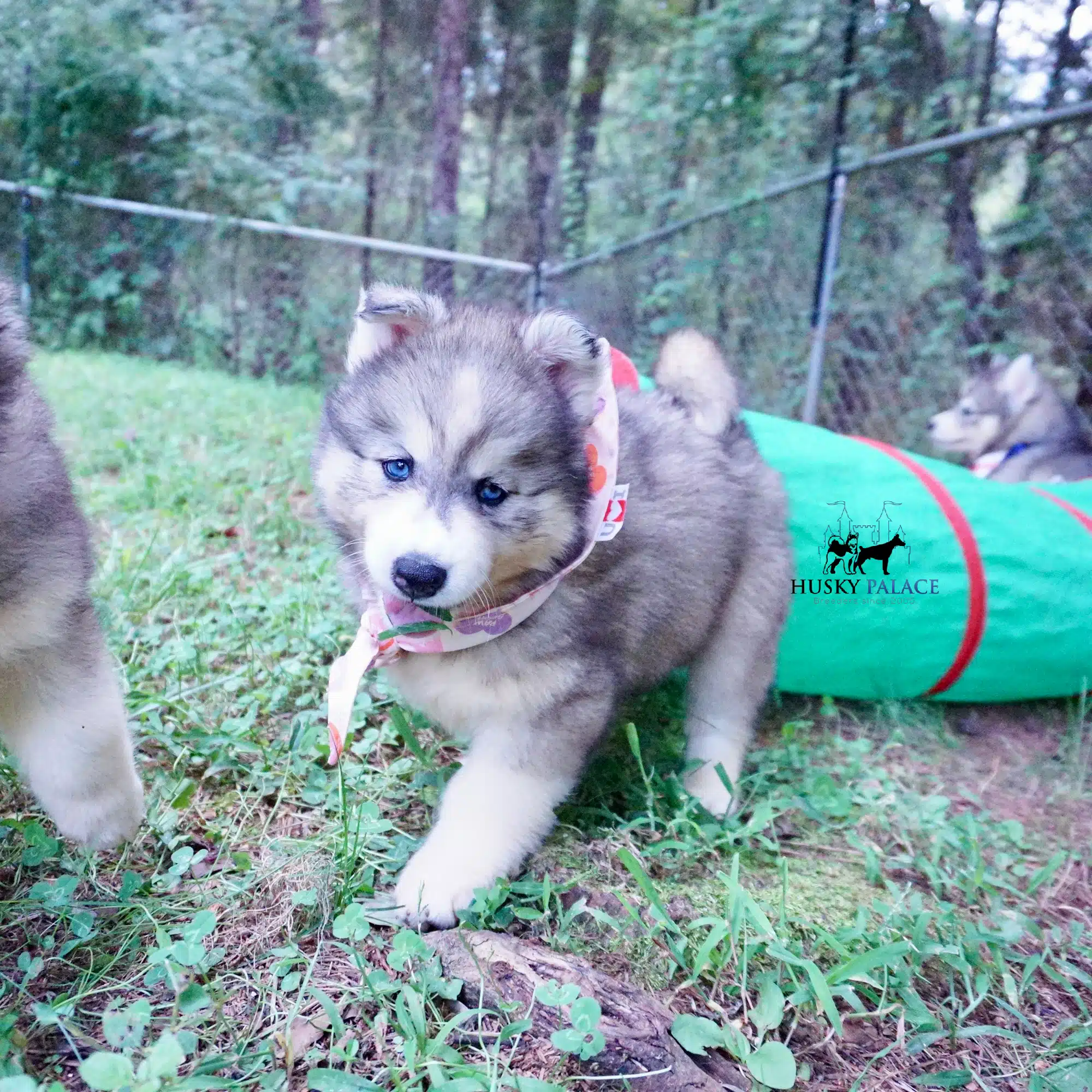 Siberian Husky Puppies For Sale