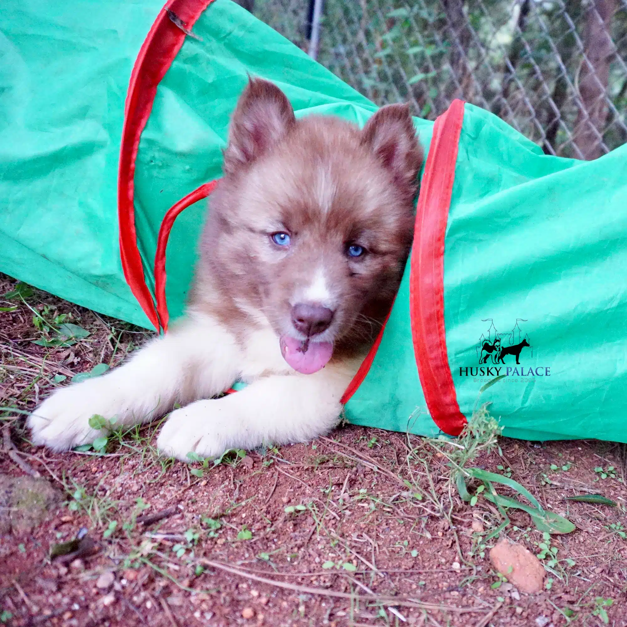 Siberian Husky Puppies For Sale