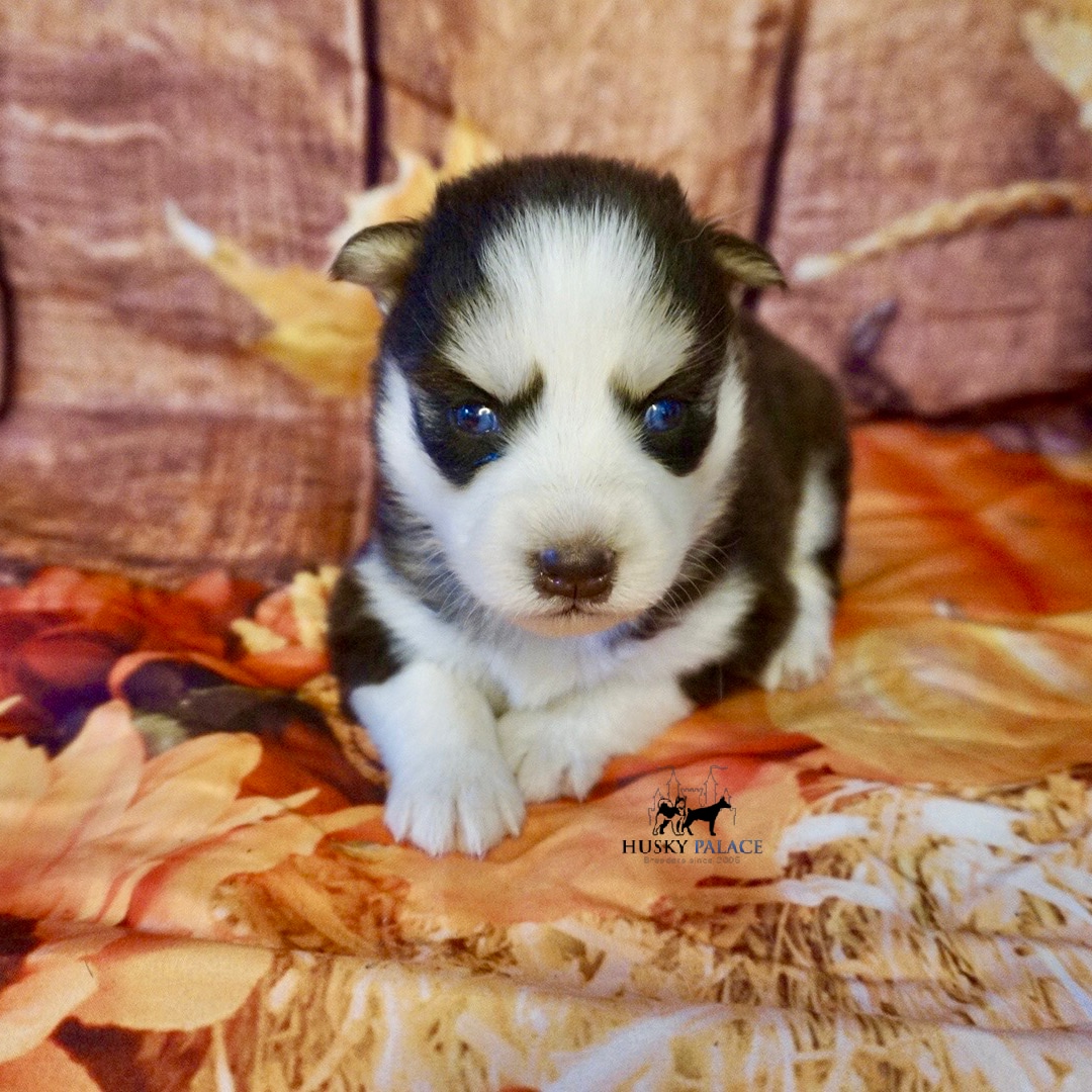 Purebred Husky Breeders