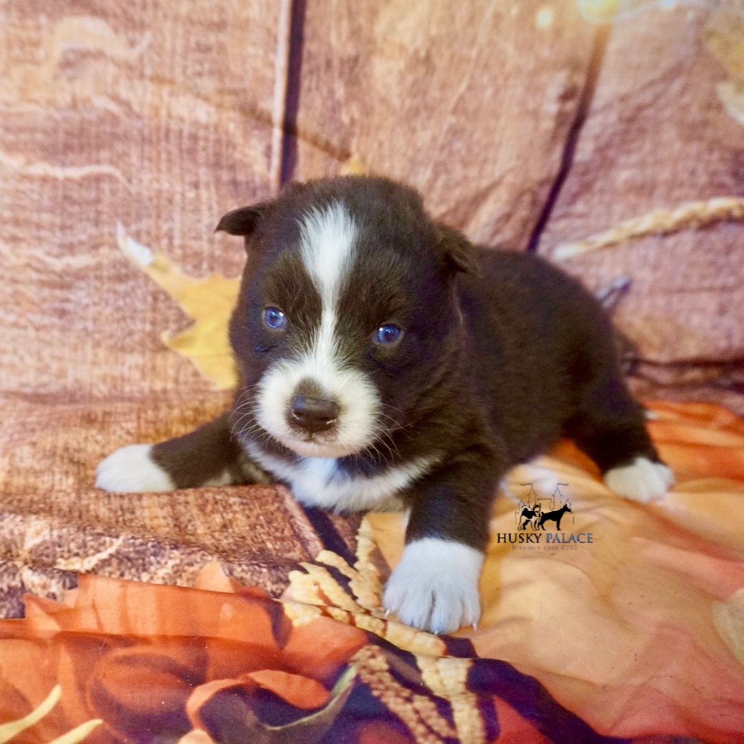 AKC Breeder