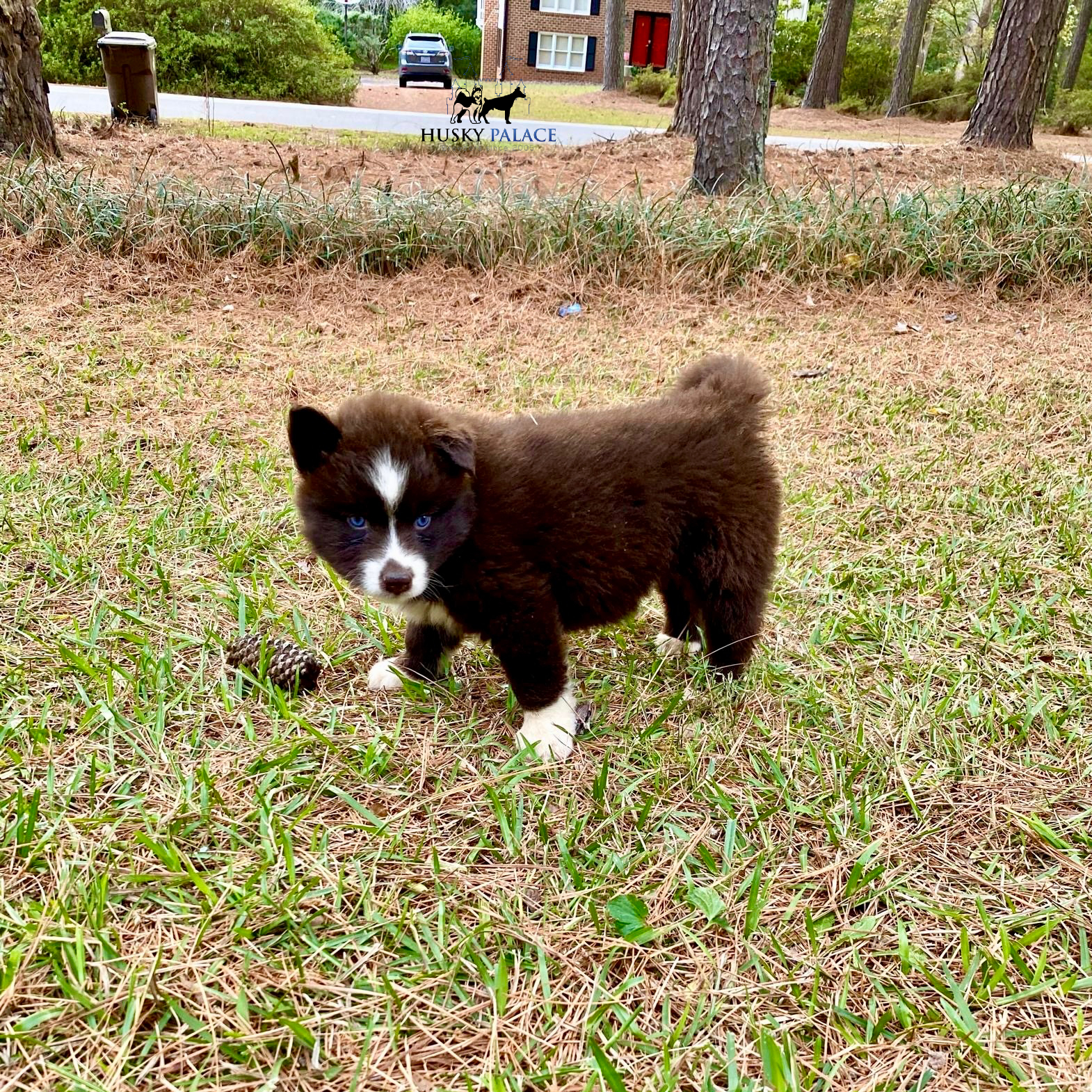 AKC Breeder asheboro AKC Breeder
