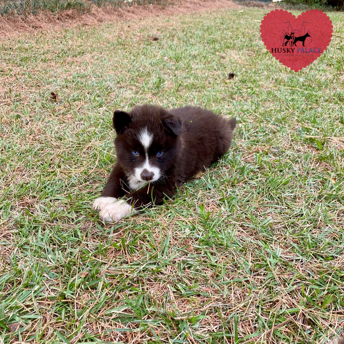 AKC Breeder cameron AKC Breeder