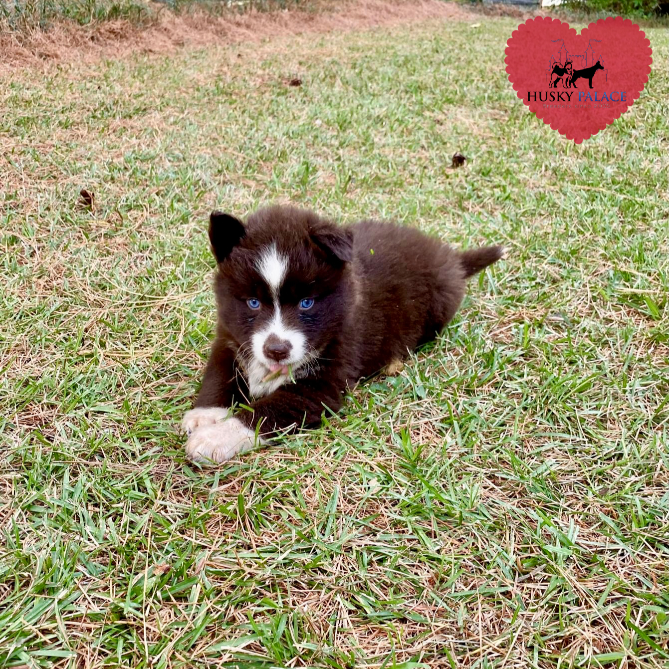 AKC Breeder sanford AKC Breeder