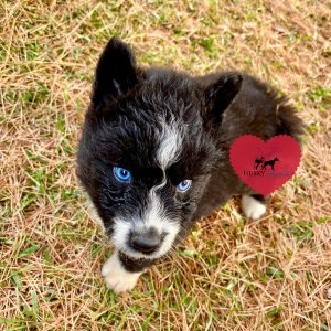 AKC Siberian Husky Puppies