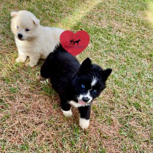 AKC Siberian Husky Puppies