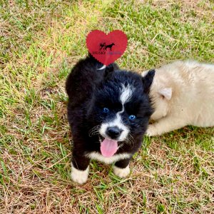 AKC Siberian Husky Puppies