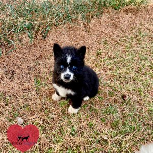 AKC Siberian Husky Puppies