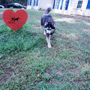 Black:white Huskies