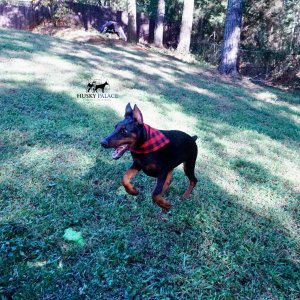 Champion Dobermans