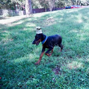 Doberman Pinscher Puppies For Sale