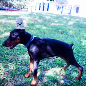 Doberman Pinscher Puppies For Sale